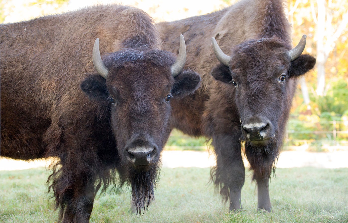 Two American bison with short, curved horns, thick coats and cloven hooves stand in the grass
