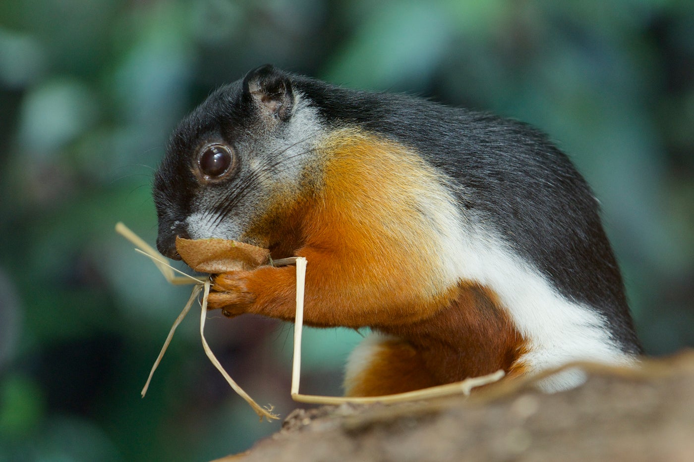 A small squirrel, called a Prevost's squirrel, with whiskers, short pointed ears and a bushy tail eating. Its thick fur is black, white and brown-red.