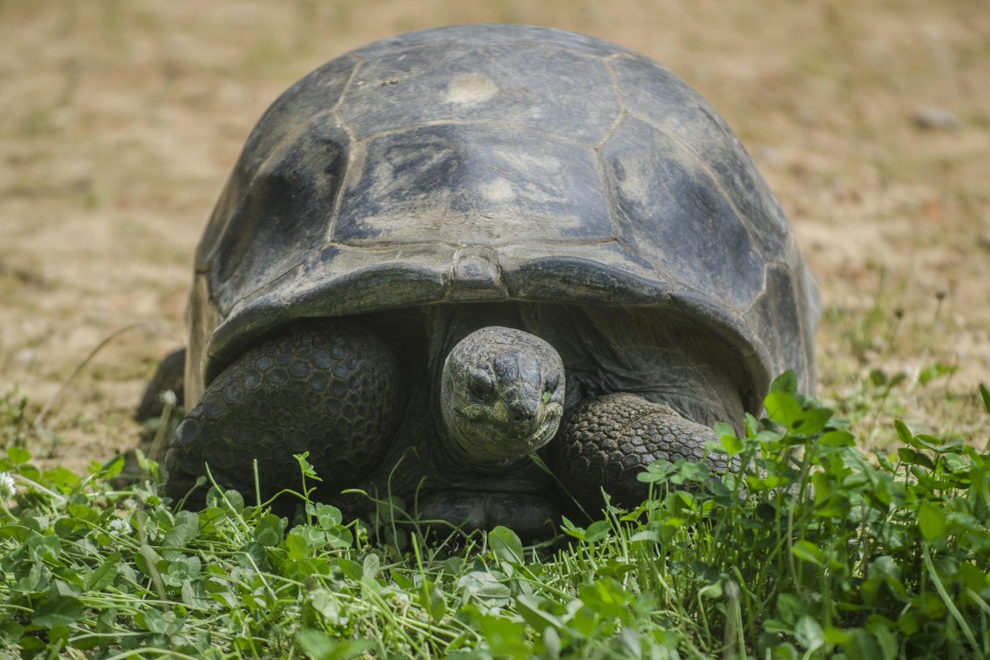 Aldabra tortoise Chyna eats grass in her outdoor habitat. 
