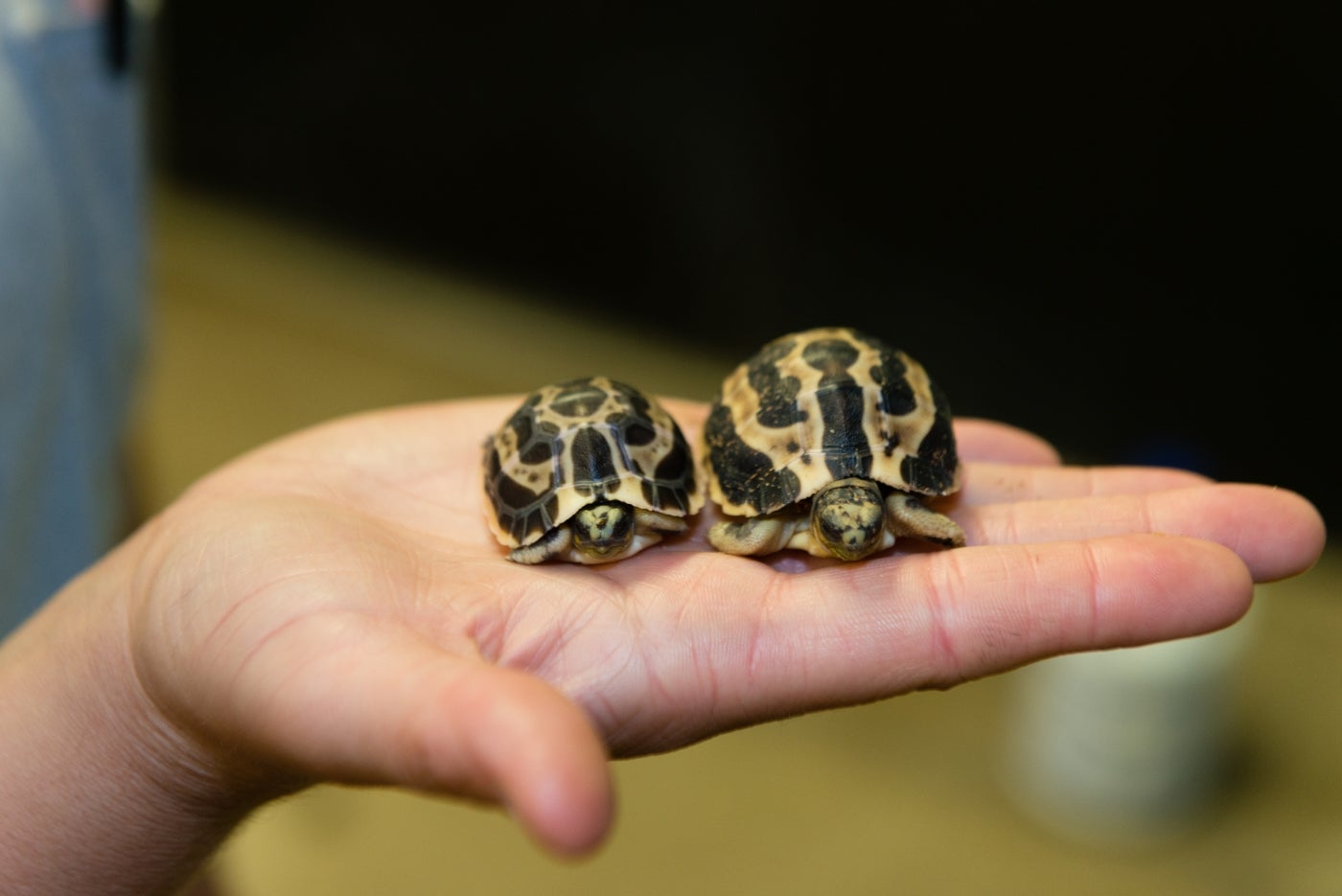These two spider tortoises are the half-siblings of the one that hatched in July 2020. They have the same mother, but different fathers.