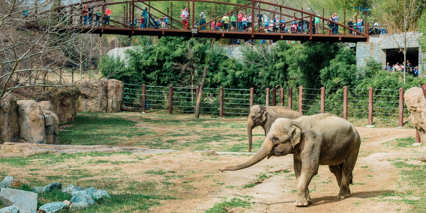 Asian elephants Maharani (foreground) and her mother Kamala (background) explore the Elephant Trails habitat. 
