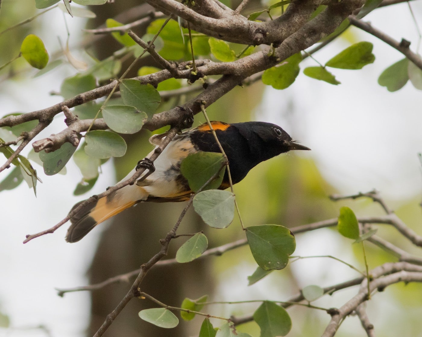 A male American Redstart perches in a tree branch with leaves