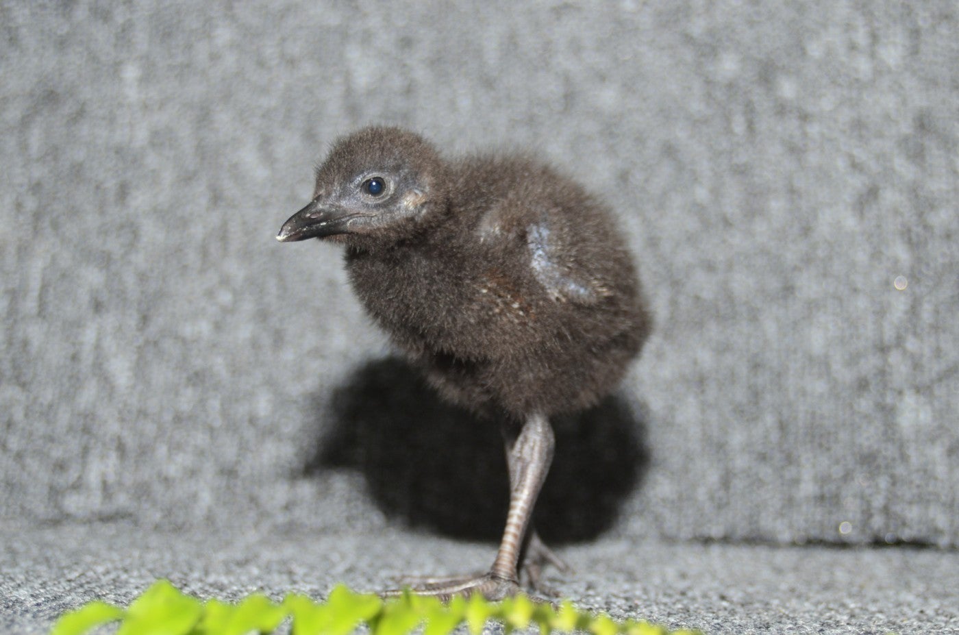 A 13-day-old Guam rail, named Tasi, with a small body, fluffy, black feathers and long legs.