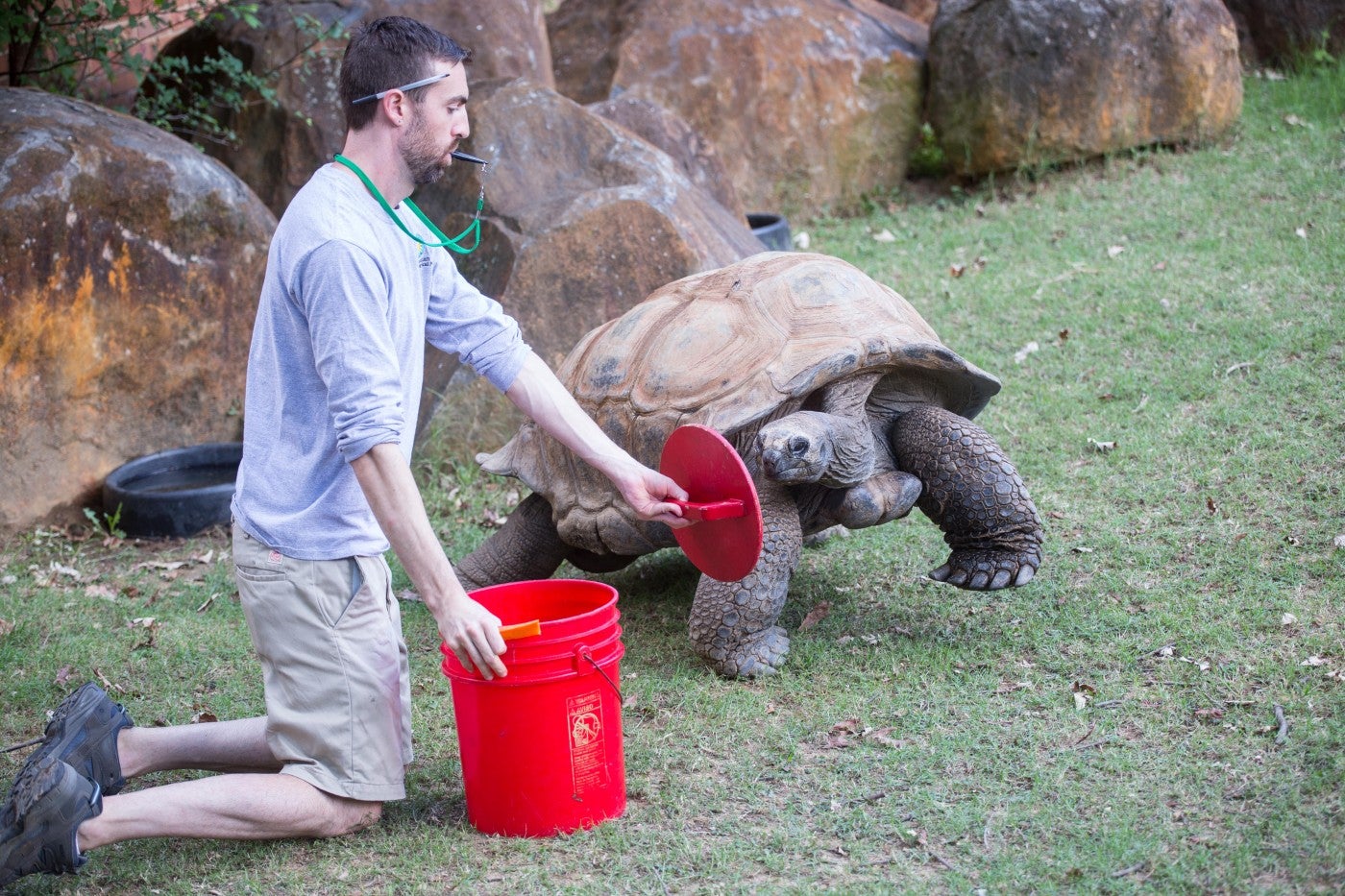 Keeper Matt Neff kneels near an Aldabra tortoise. He holds out a red disk and asks the tortoise to touch the target with its nose.