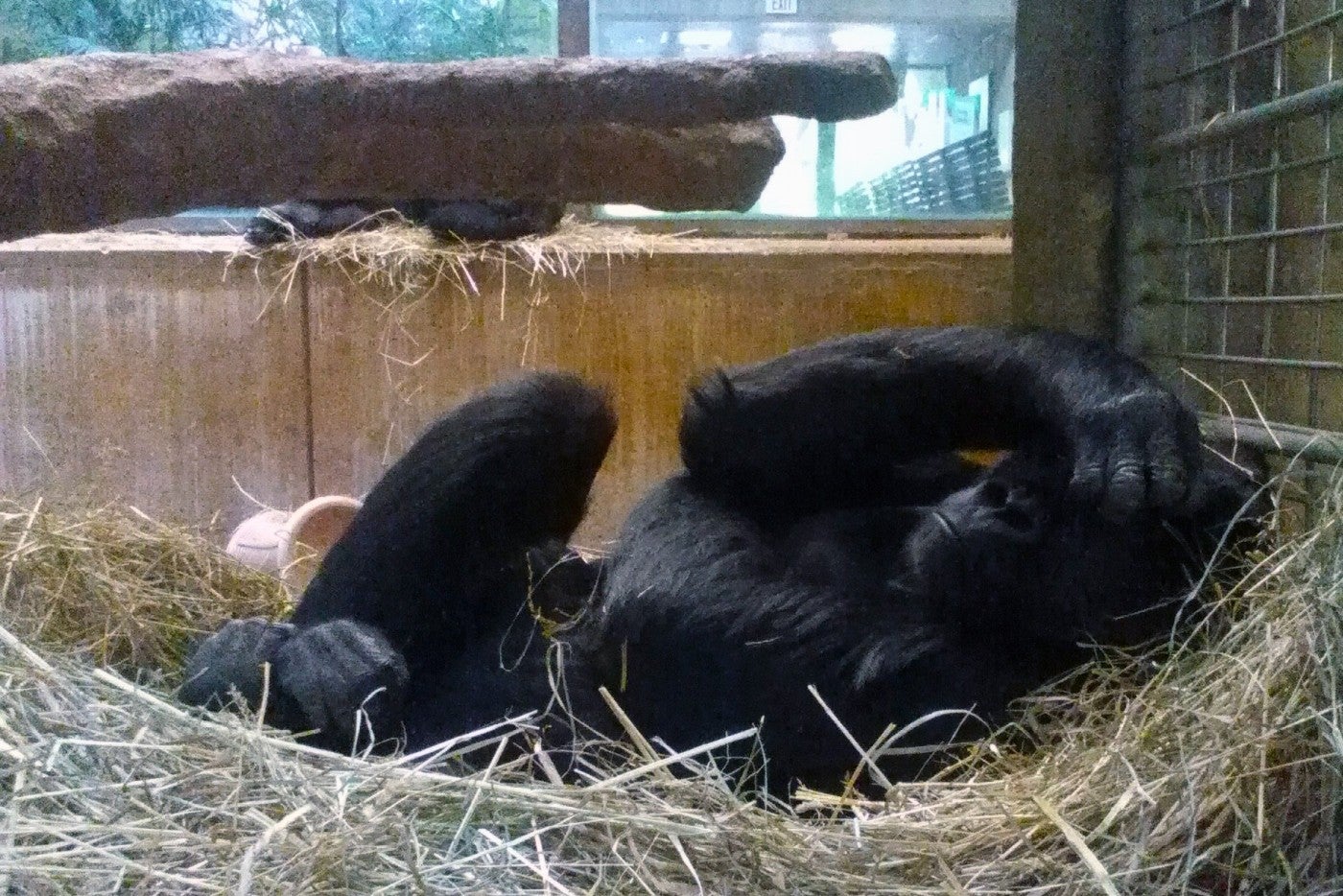 Gorilla Calaya sleeps in her nest.