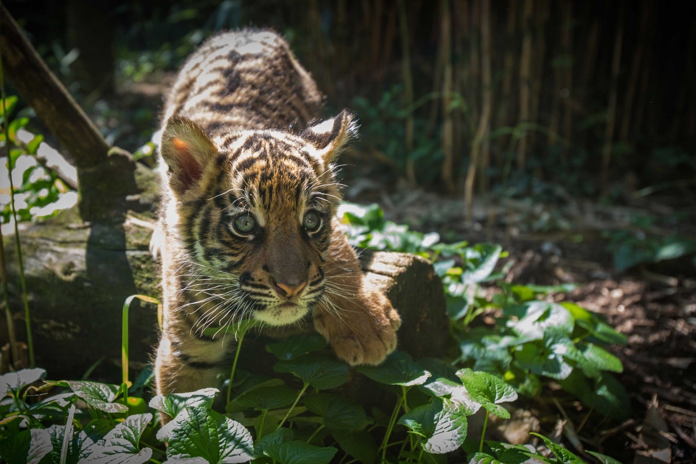 A 9-week-old male tiger cub with striped fur, big paws and long whiskers climbs over a leaf-covered log.