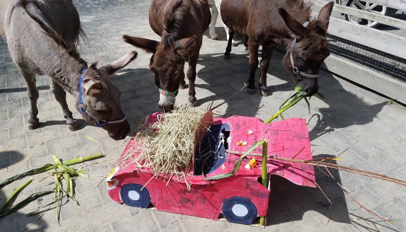 Miniature Donkey Pat receives an enrichment "car" filled with treats for his sweet 16. 