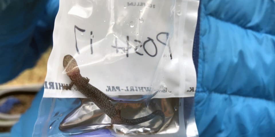 SCBI scientists collect salamanders to swab their skin for microbes and bacteria. 