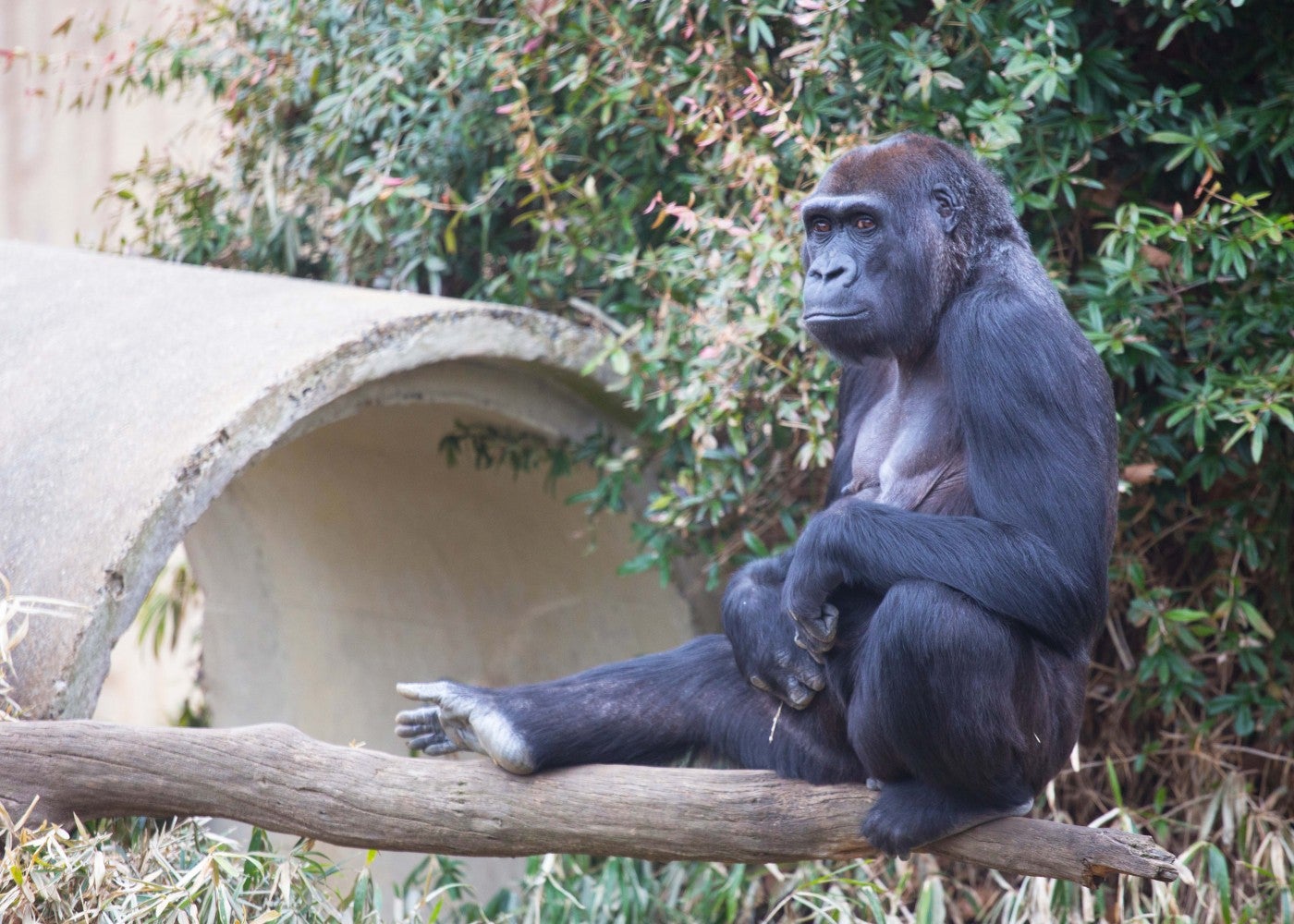 Western lowland gorilla Mandara sits atop a log