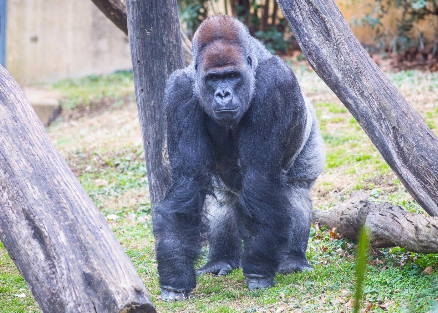Western lowland gorilla Baraka explores the outdoor habitat.