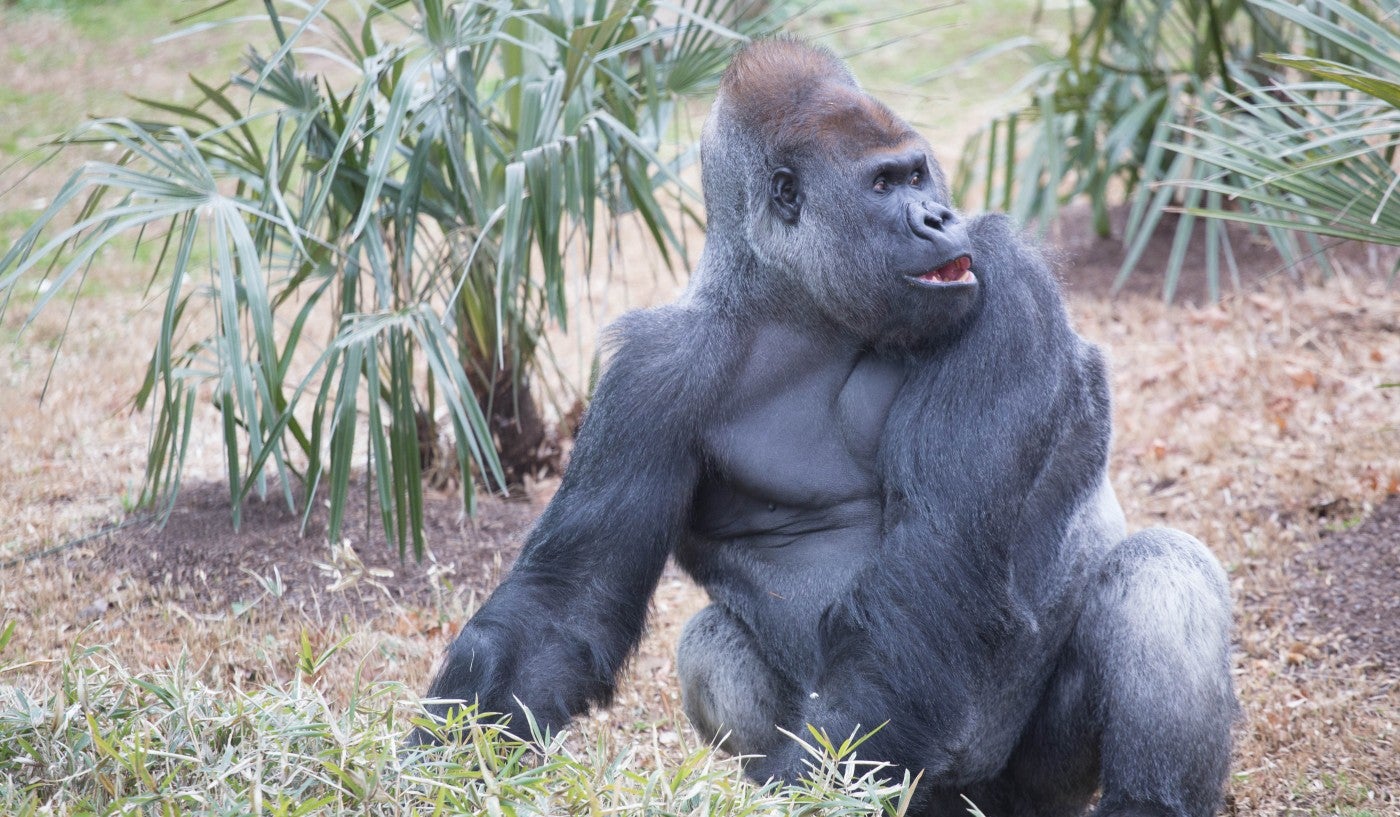 Western lowland gorilla Baraka chews on some greens in the outdoor habitat. 