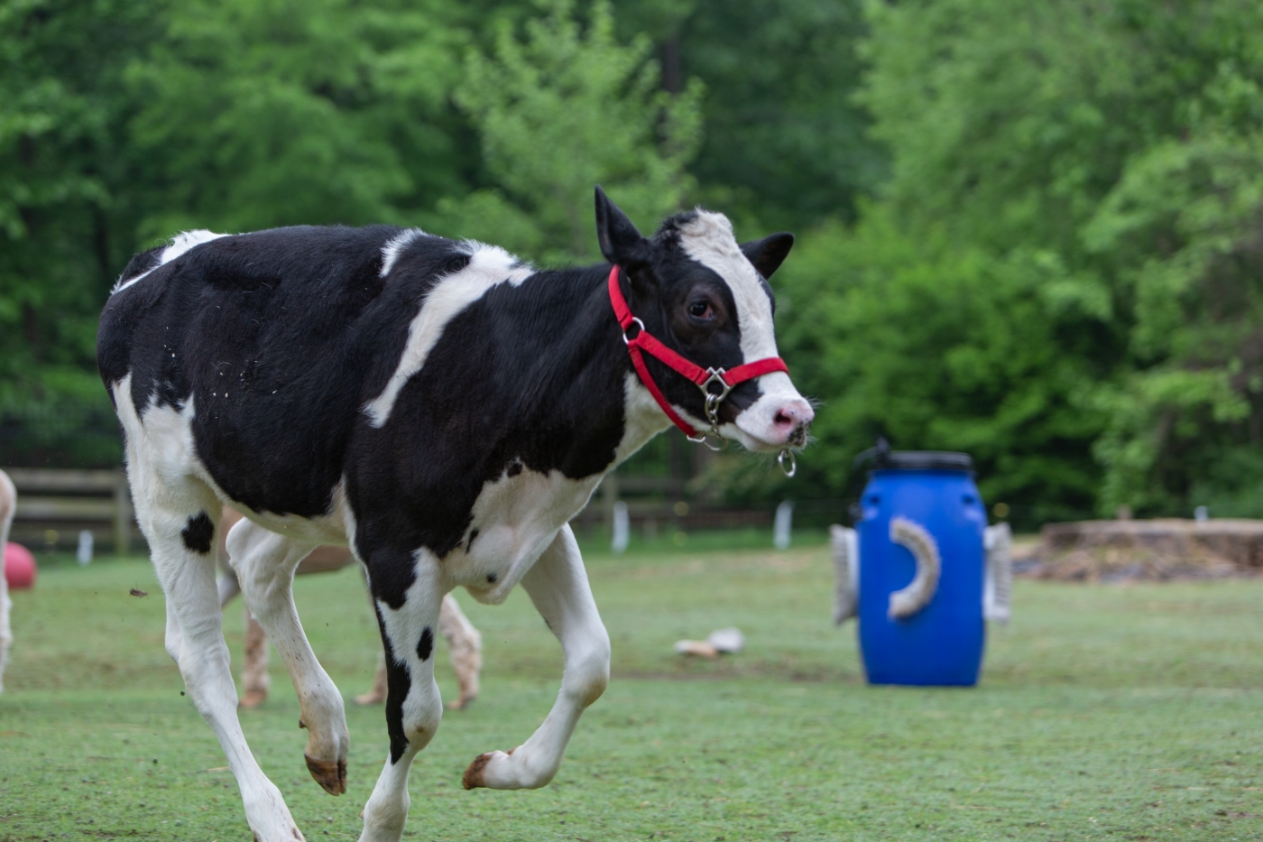 Holstein calf Maggie runs in front of an enrichment barrel, modified with upcycled brushes for scratching.