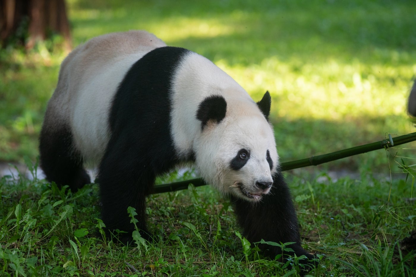 Male giant panda Tian Tian at the Smithsonian's National Zoo