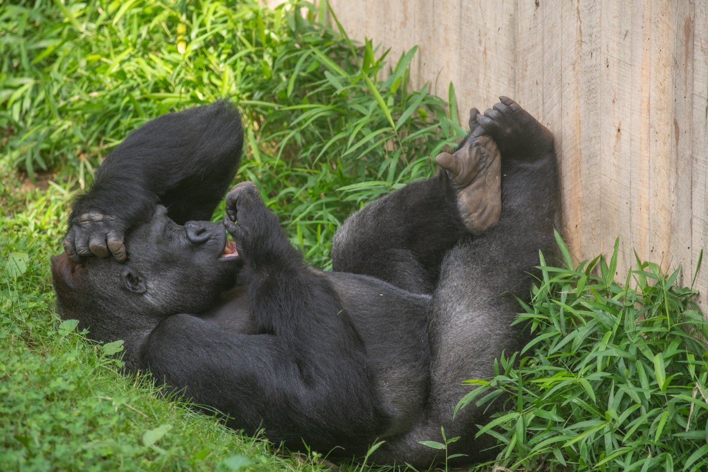 Western lowland gorilla Kojo lounges in the yard at the Great Ape House. 