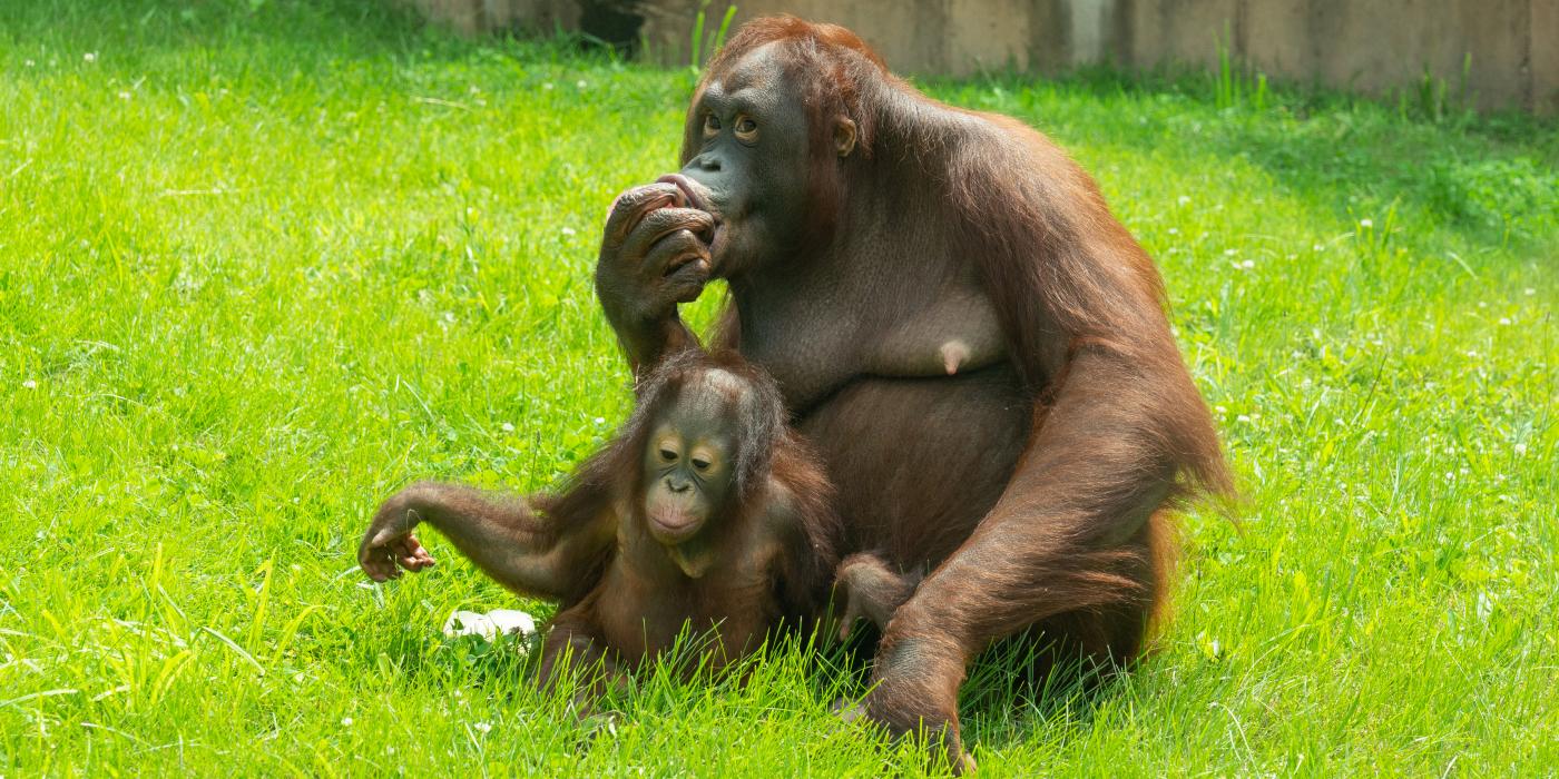 Bornean orangutans Batang and Redd share a treat at Think Tank. 
