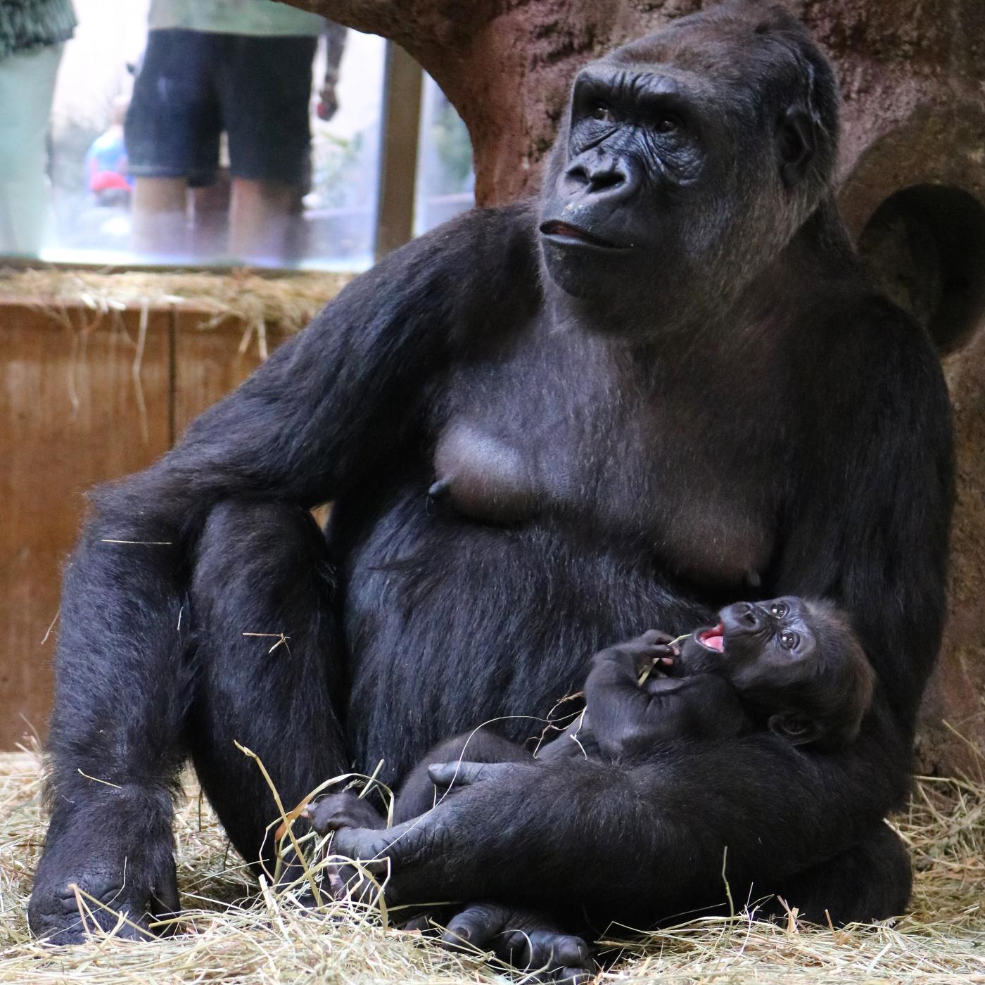 Western lowland gorilla Calaya and her son, Moke, who is 9 weeks old. 