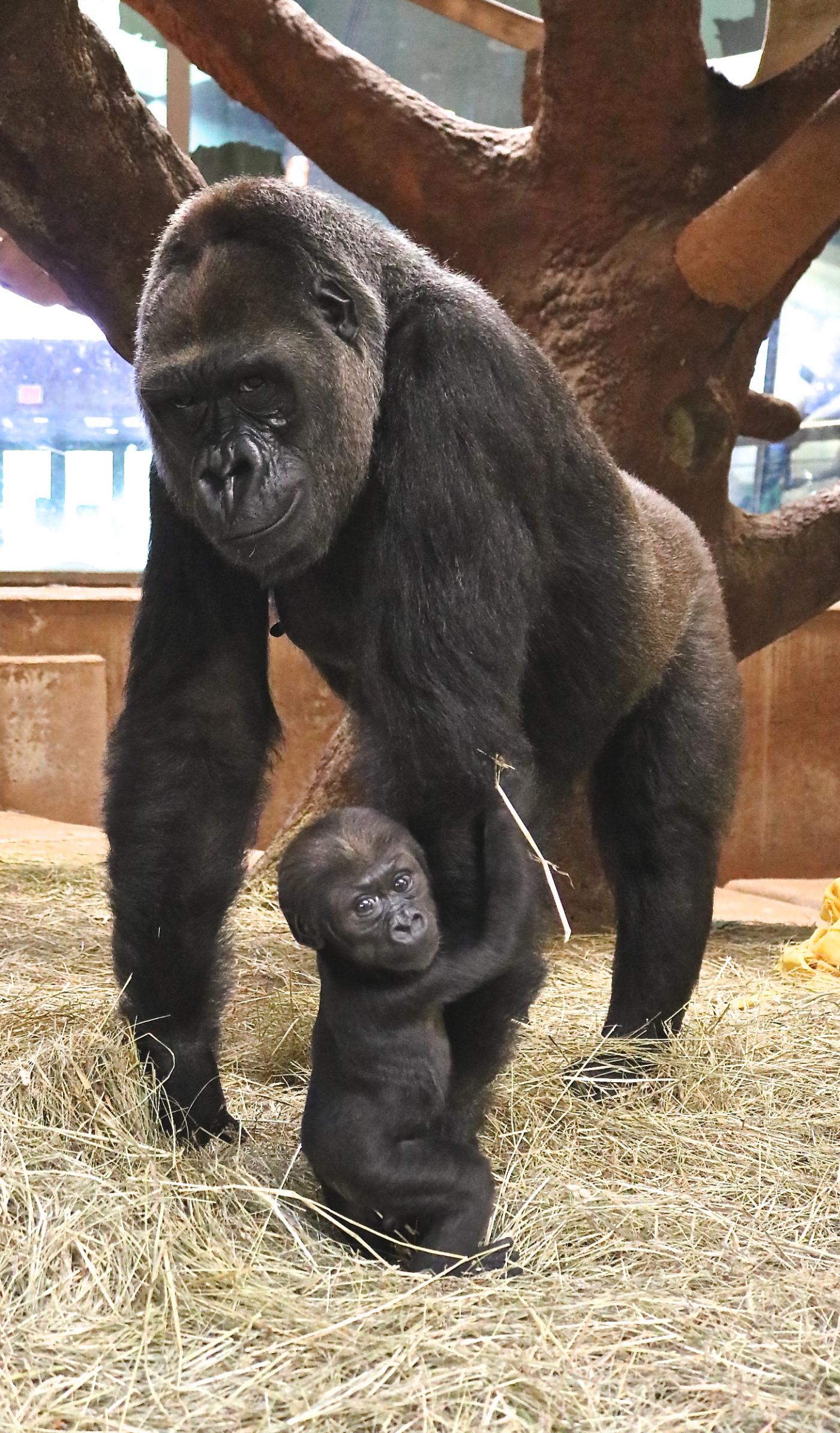 Moke, the Zoo's 10-week-old western lowland gorilla, stands up!