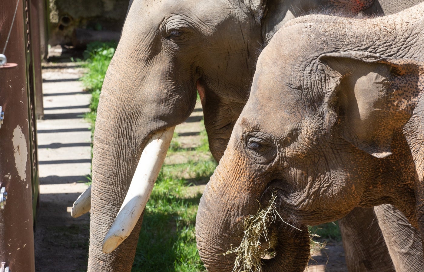 Asian elephants Spike (left) and Maharani (right) eat hay. 