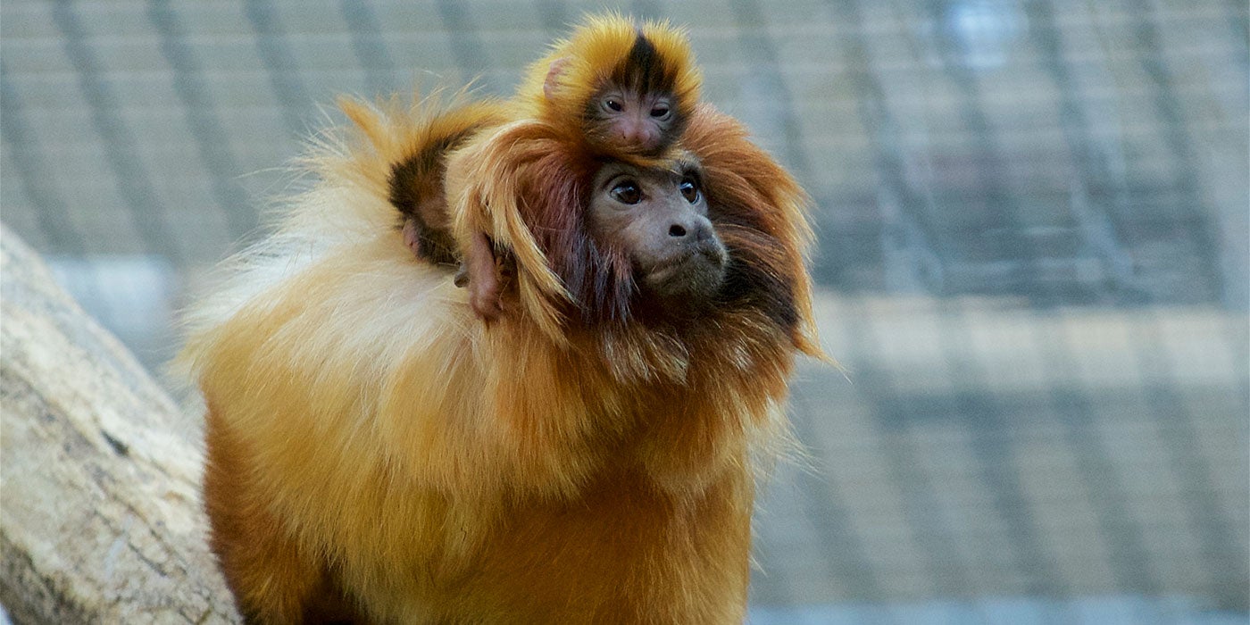 An infant golden lion tamarin on its father's. Both the adult and infant have thick, golden fur with manes around their heads.