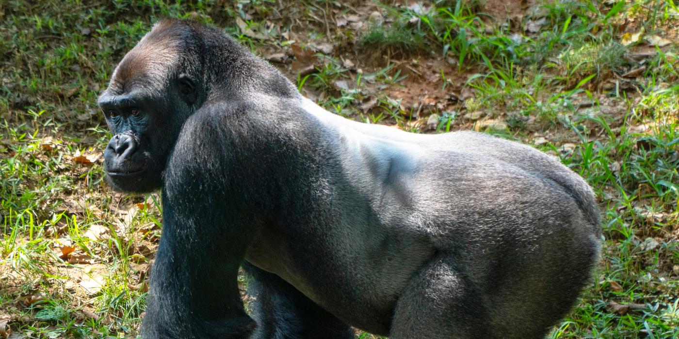 Gorilla Kojo August 2018