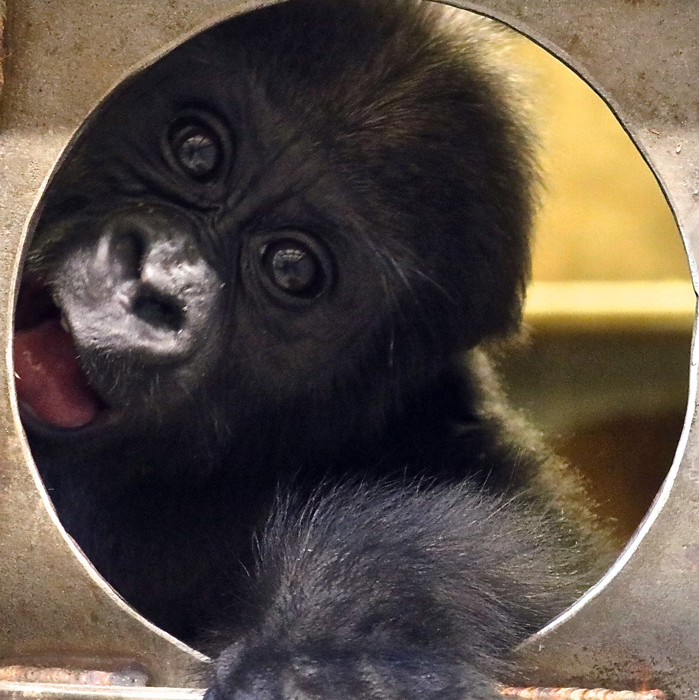 Gorilla Moke peers through a portal in the Great Ape House.