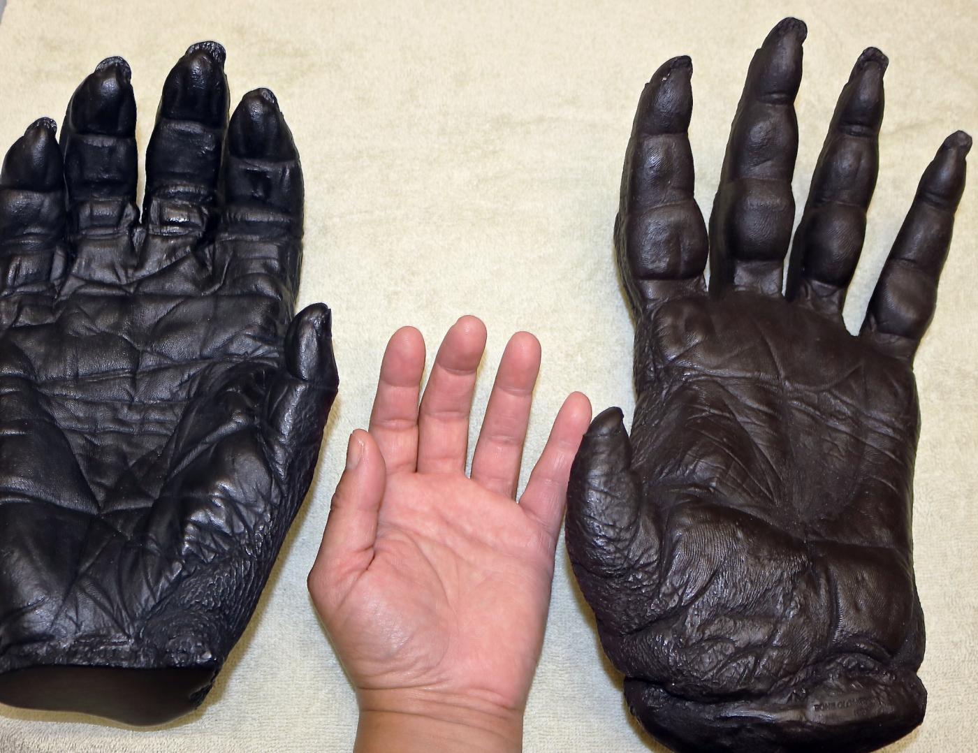 Great ape hand casts