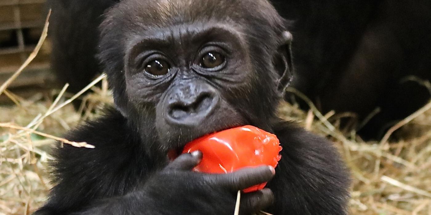 Gorilla Moke plays with a ball. 