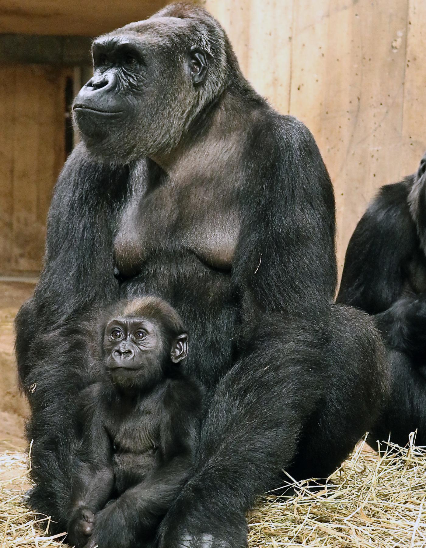 5-month-old western lowland gorilla Moke sits on his mother's lap