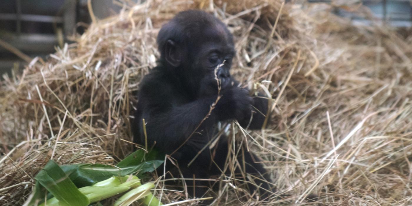 5-month-old western lowland gorilla infant Moke plays in the hay