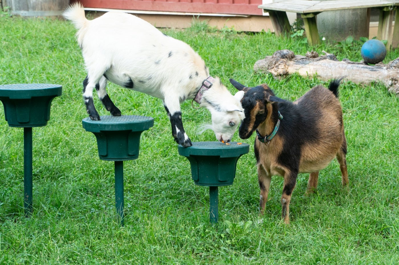 Fiesta (left) and Fedora (right) enjoy a treat in their yard at Kids’ Farm. Fiesta stands on two pedestals, while Fedora stands in the grass.