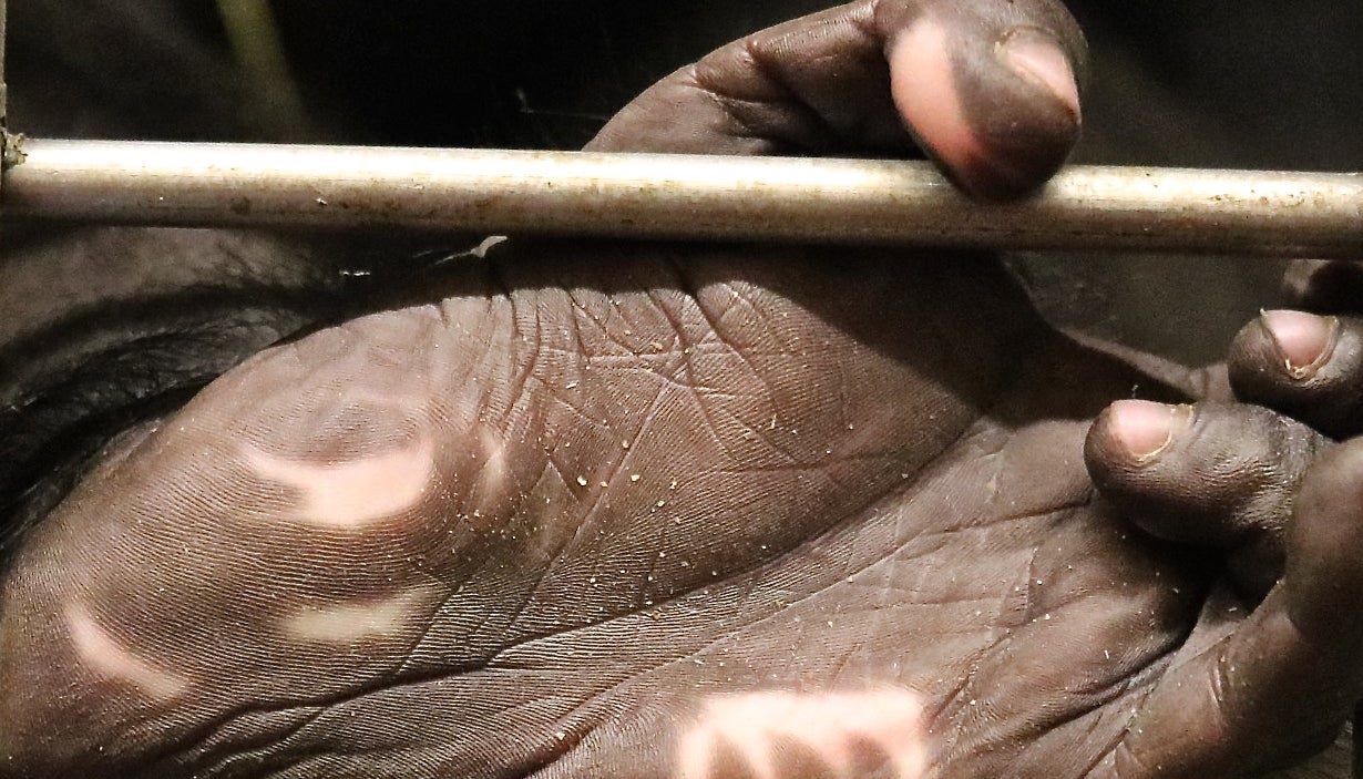 Western lowland gorilla Moke's foot at 5 months old. 
