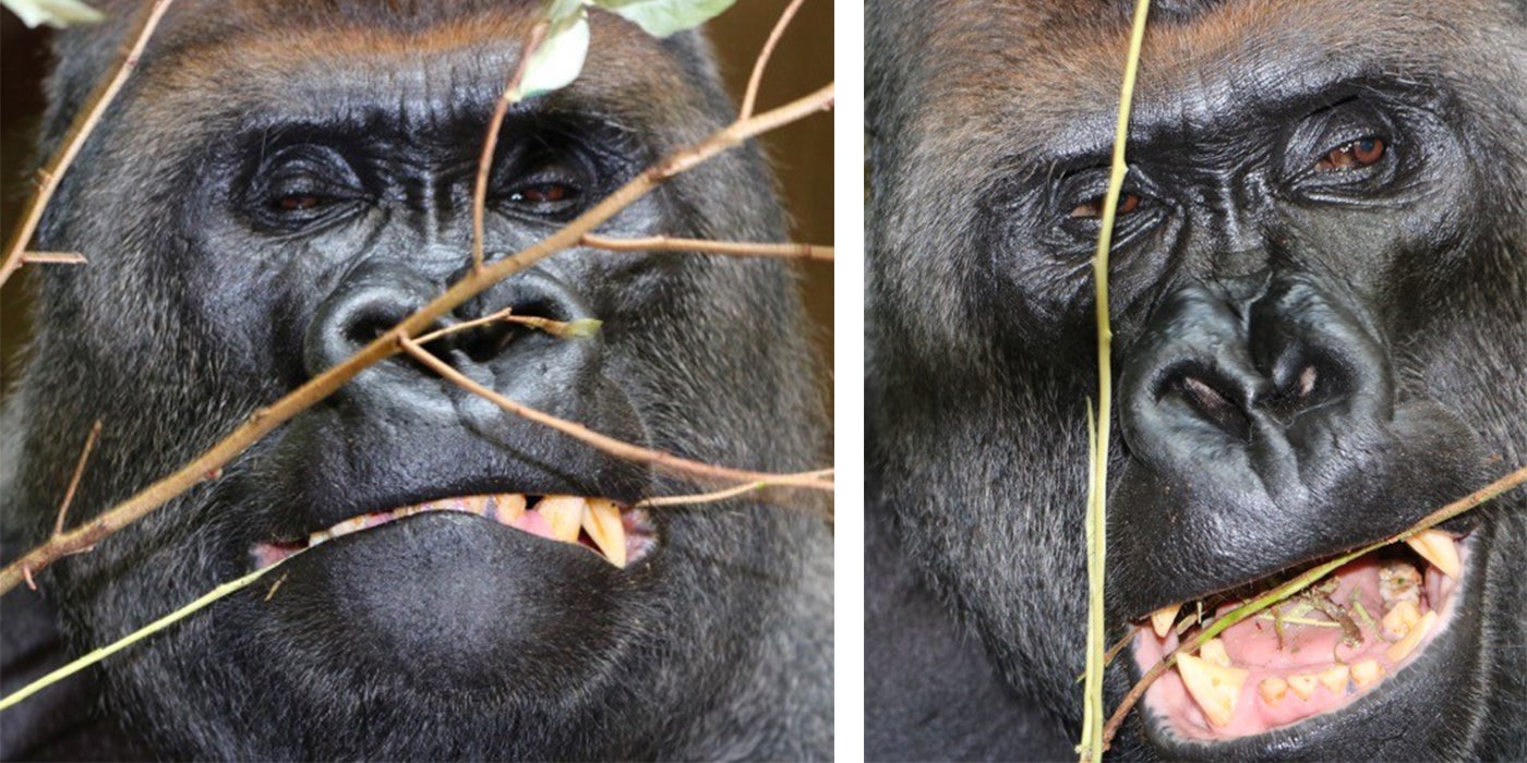 Western lowland gorilla Baraka enjoys some browse. 