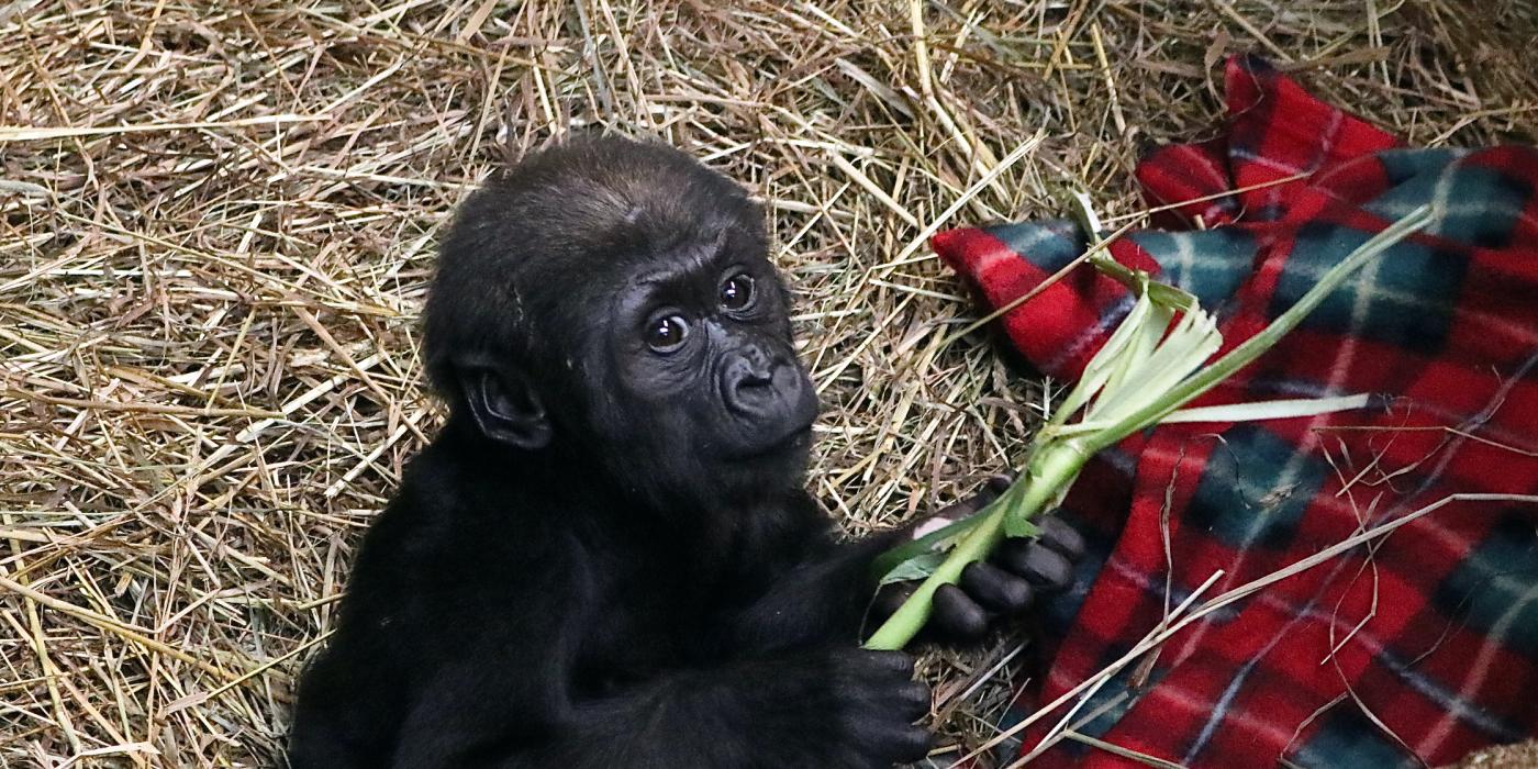 Western lowland gorilla Moke at 6 months old.