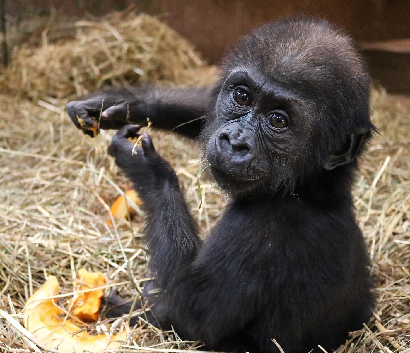 Western lowland gorilla Moke eating pumpkin; six months old.