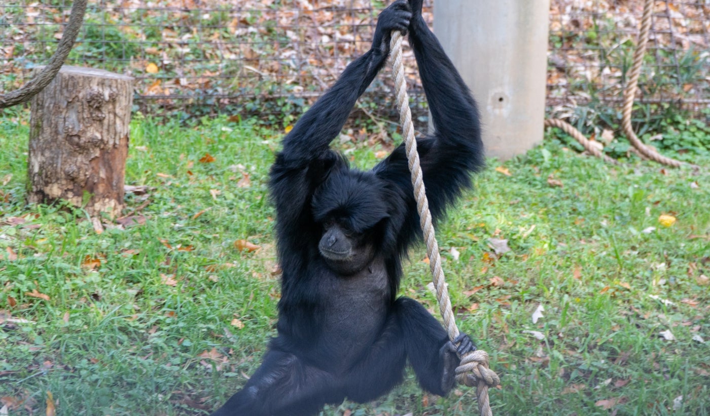 A siamang (gibbon) with black fur and long arms hangs onto a rope in its habitat at the Smithsonian's National Zoo