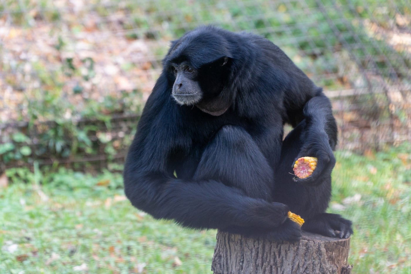 A siamang (gibbon) with black fur and long arms sits on a tree stump, holding pieces of corn to eat