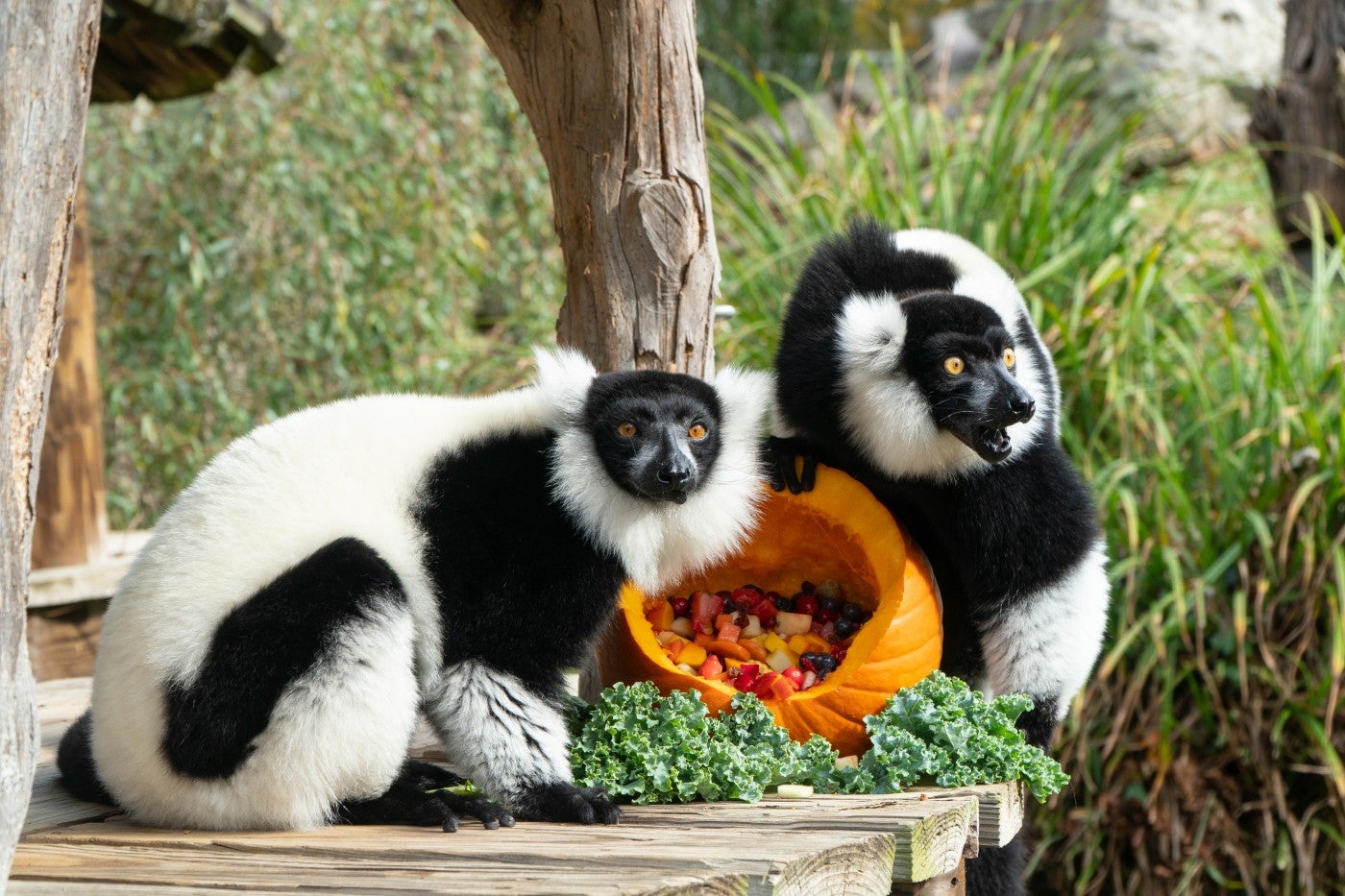 Black-and-white ruffed lemurs Aloke and Wiley claim a pumpkin filled with fruit treats as their own.