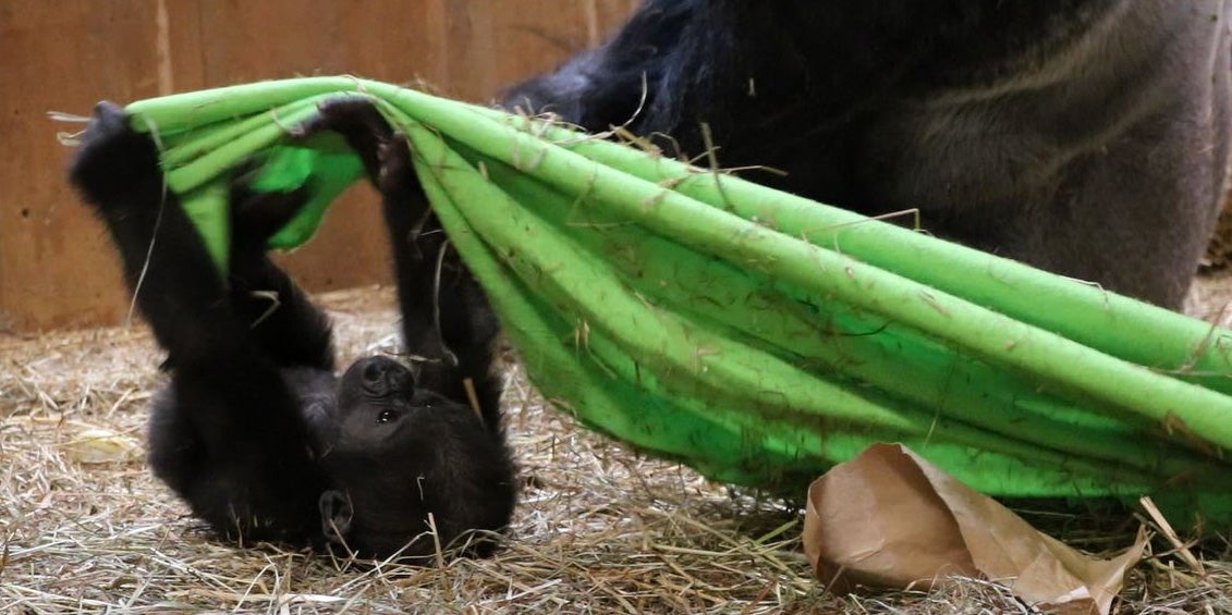 Gorilla Moke plays with an enrichment blanket. 