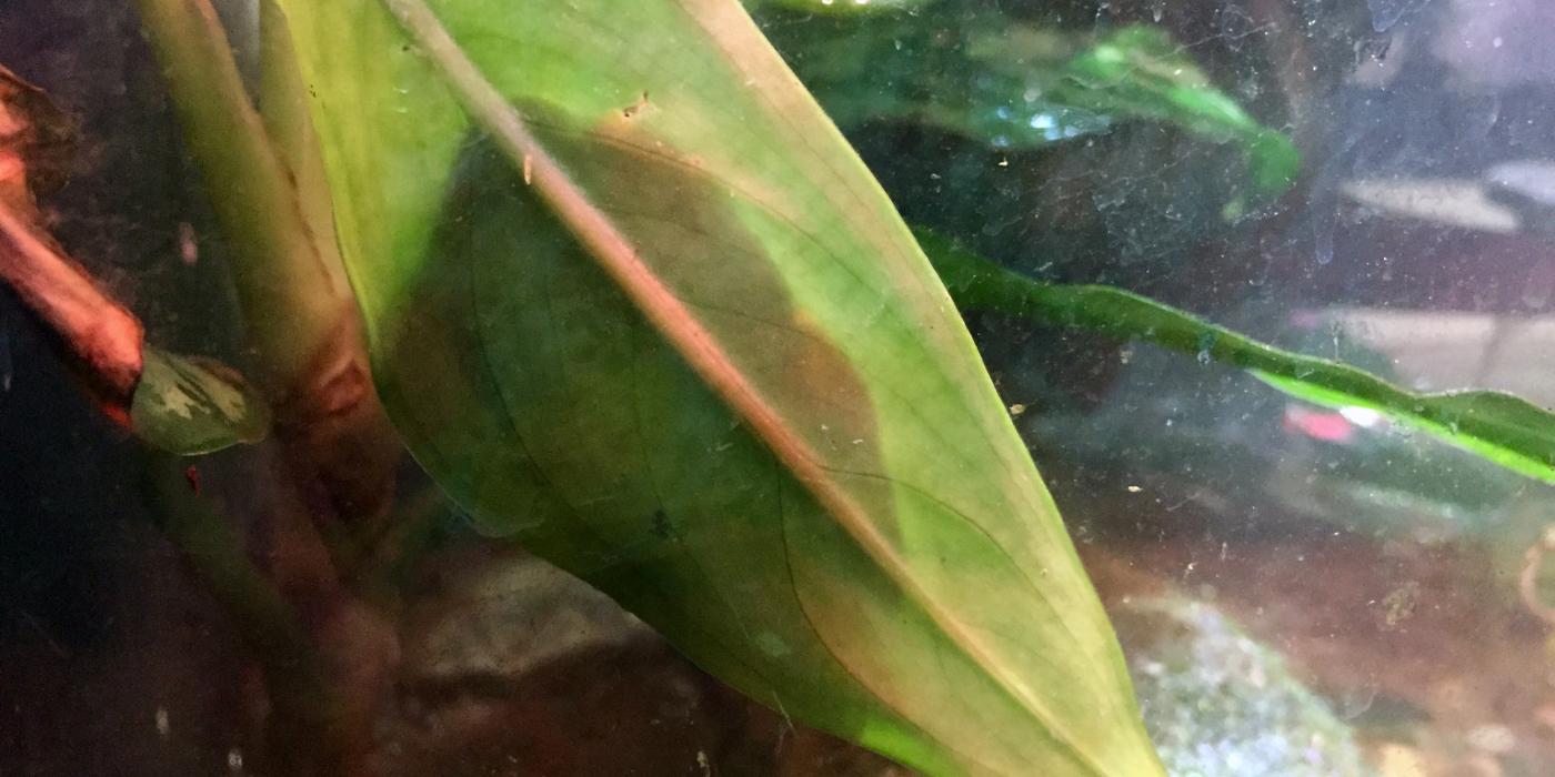 New at the Zoo: Red-Eyed Tree Frogs