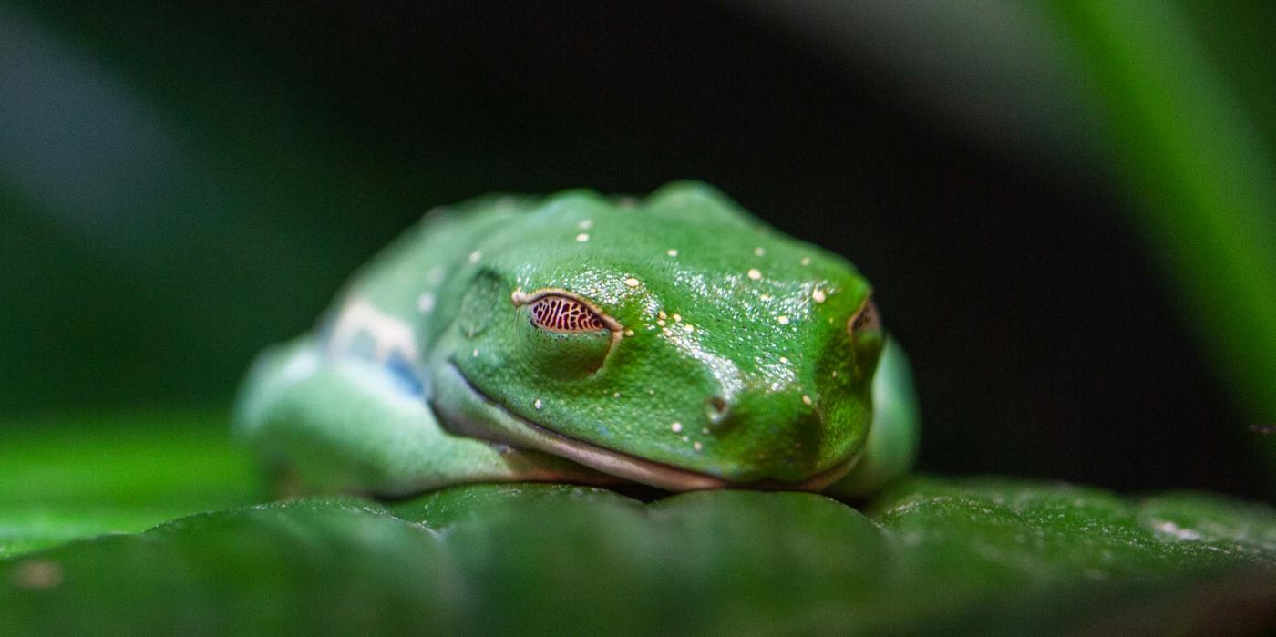 A red-eyed tree frog sleeping. Its green body blends in with the green leaf it's resting on, and the red color of its eyes can be seen slightly through its closed eyelids