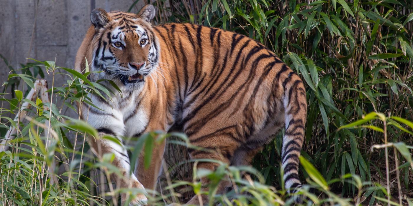 Amur tiger Nikita makes her debut at the Smithsonian's National Zoo's Great Cats exhibit on Feb. 26, 2019. 