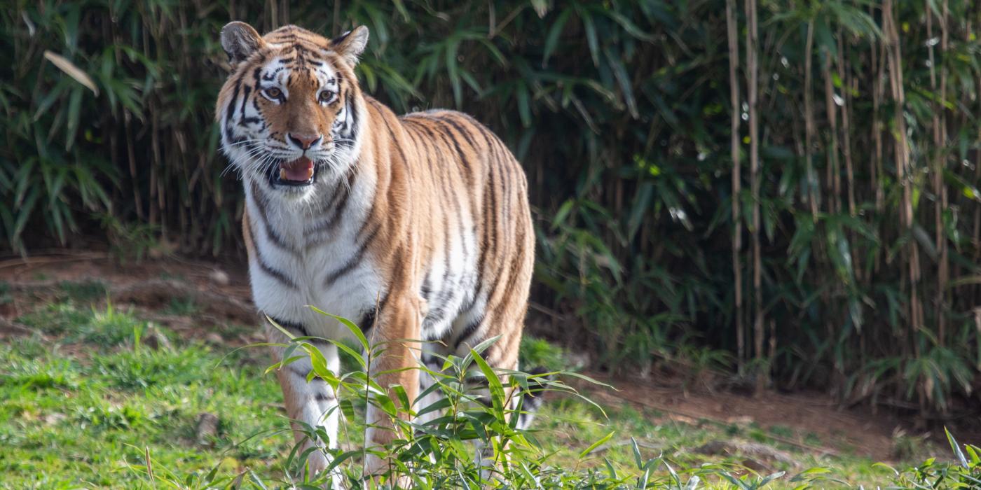 Amur tiger Nikita makes her debut at the Smithsonian's National Zoo's Great Cats Exhibit Feb. 26, 2019. 