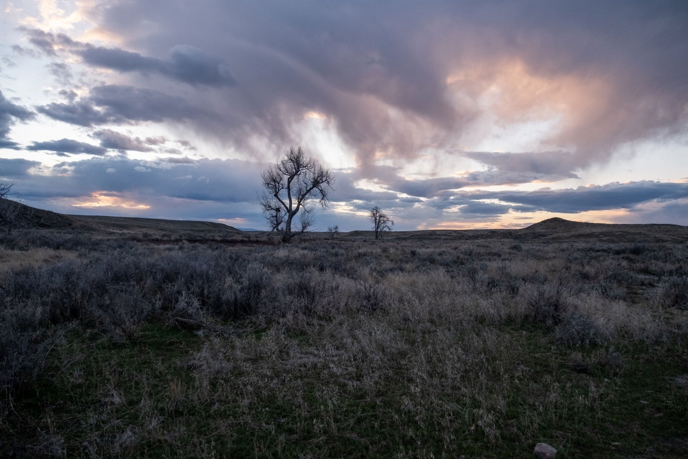 A prairie landscape with short grasses and a few trees in the Box Elder region of central Montana
