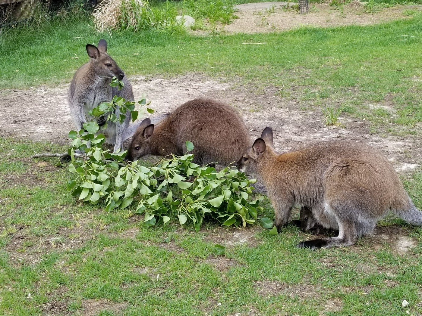 Three Bennett's Wallabies eat in their yard