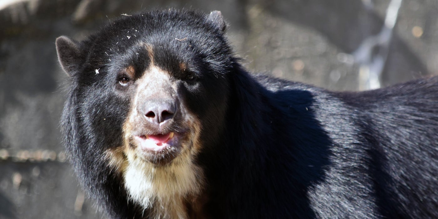 Andean bear Quito mastered voluntary injection training over the summer, which allows animal care staff to easily administer vaccines while he is awake.
