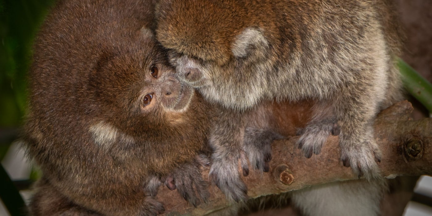 Titi monkeys Henderson (left) and Kngston (right) in Amazonia. 