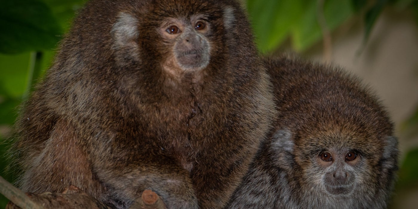 Titi monkeys Henderson (left) and Kingston (right) at Amazonia. 
