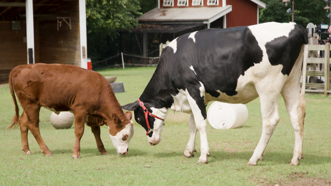Hereford cow Willow and Holstein calf Maggie butt heads and play at the Kids' Farm.