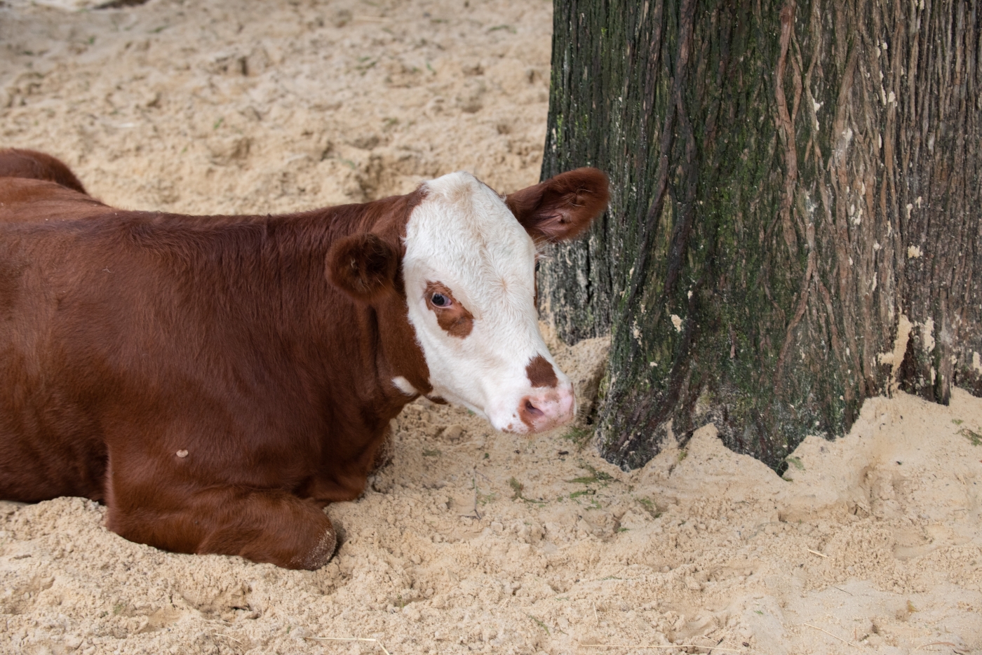 Hereford calf Willow rests in the sand at the Kids' Farm.