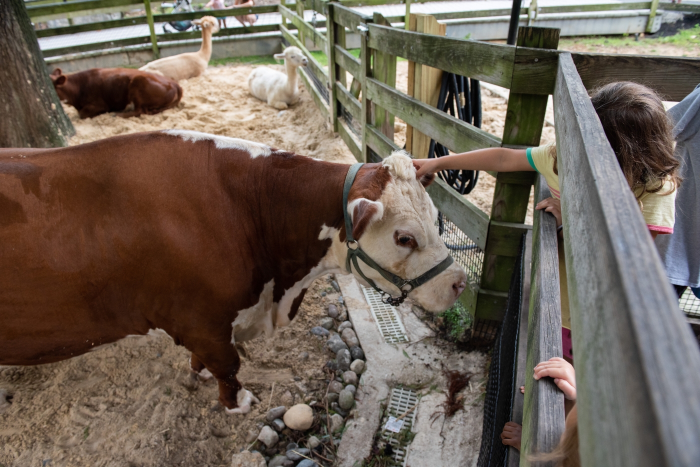 A young visitor pets Hereford heifer Rose at the Kids' Farm.